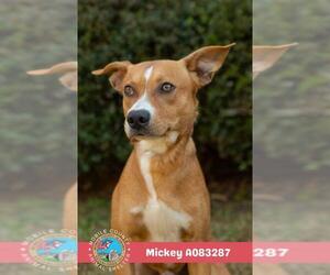 Labrador Retriever Dogs for adoption in Mobile, AL, USA