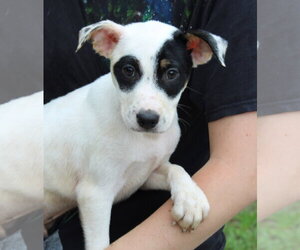 Labrador Retriever-Unknown Mix Dogs for adoption in Prattville, AL, USA