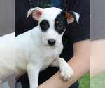 Small Labrador Retriever Mix