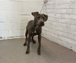 Small American Pit Bull Terrier