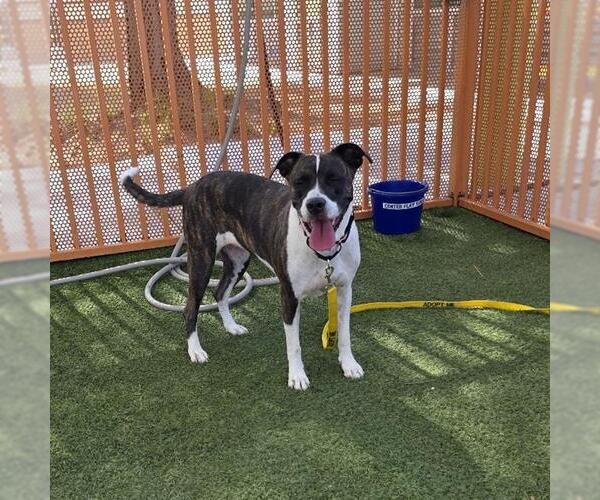 Medium Photo #2 Boxer-Unknown Mix Puppy For Sale in Las Vegas, NV, USA