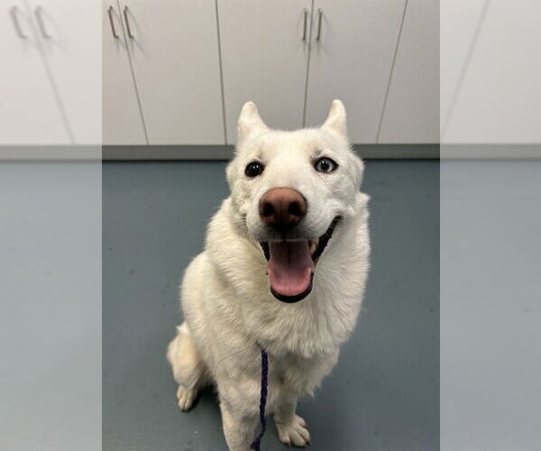 Medium Photo #1 Siberian Husky Puppy For Sale in London, Ontario, Canada