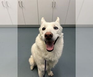 Medium Siberian Husky