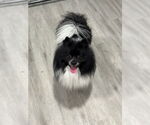 Small #2 Pomeranian
