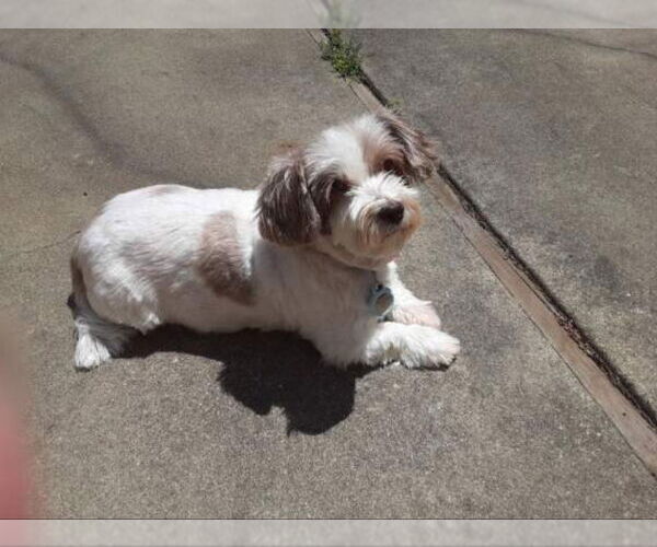 Medium Photo #3 Hava-Apso Puppy For Sale in San Francisco, CA, USA