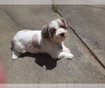 Small #2 Hava-Apso