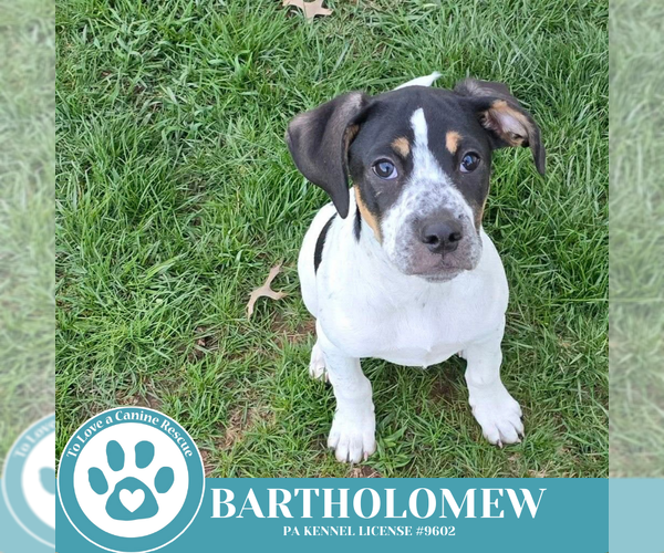 Medium Photo #5 Beagle-Unknown Mix Puppy For Sale in Kimberton, PA, USA