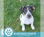 Small #4 Beagle Mix