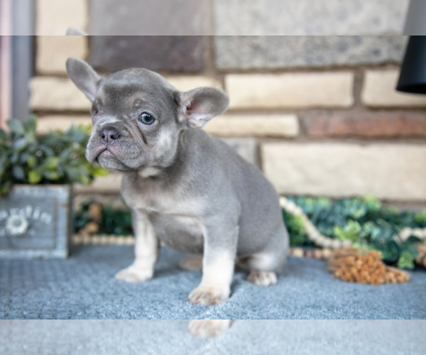 Medium Photo #2 French Bulldog Puppy For Sale in SUGARCREEK, OH, USA