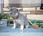 Puppy Remi French Bulldog