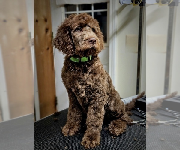 Medium Photo #7 Double Doodle Puppy For Sale in JEDDO, MI, USA