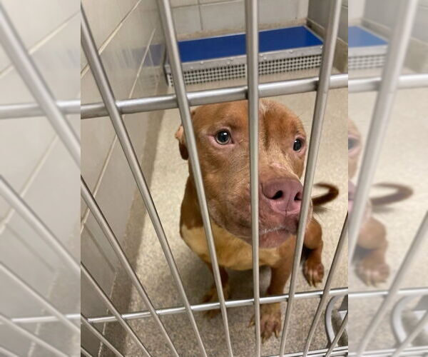 Medium Photo #4 American Pit Bull Terrier-Unknown Mix Puppy For Sale in Virginia Beach, VA, USA