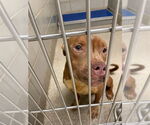 Small #3 American Pit Bull Terrier Mix
