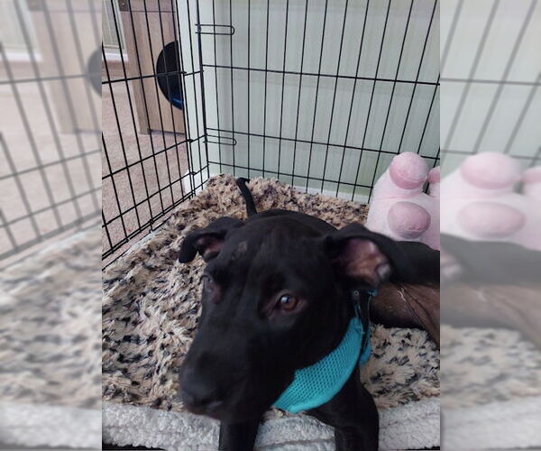 Medium Photo #2 Labrador Retriever-Unknown Mix Puppy For Sale in Stanhope, NJ, USA