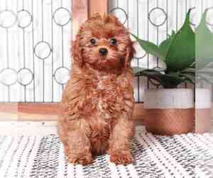 Cavapoo Puppy for sale in NAPLES, FL, USA