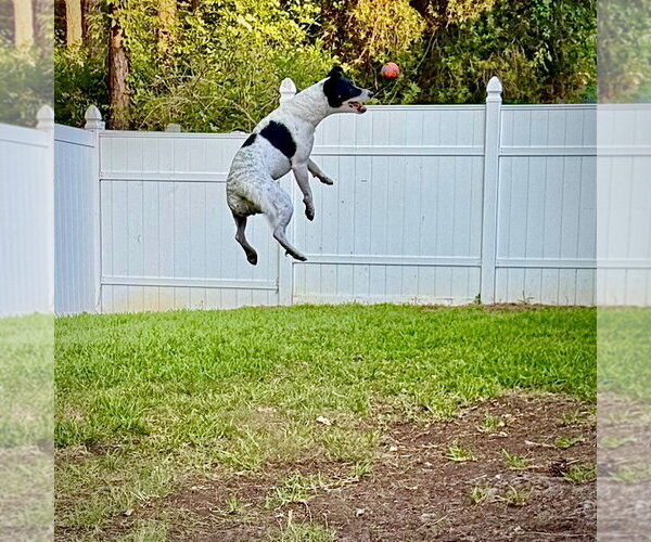 Medium Photo #4 Rat Terrier-Unknown Mix Puppy For Sale in Atlanta, GA, USA