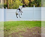 Small #3 Rat Terrier Mix