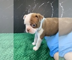 Small Photo #11 Boston Terrier Puppy For Sale in TULARE, CA, USA