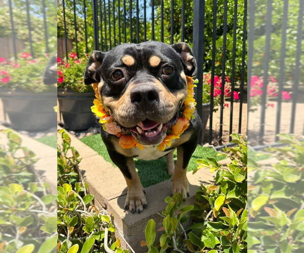Medium Photo #13 American Staffordshire Terrier-Rottweiler Mix Puppy For Sale in Redlands, CA, USA