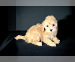 Small #3 Cavapoo (Standard)