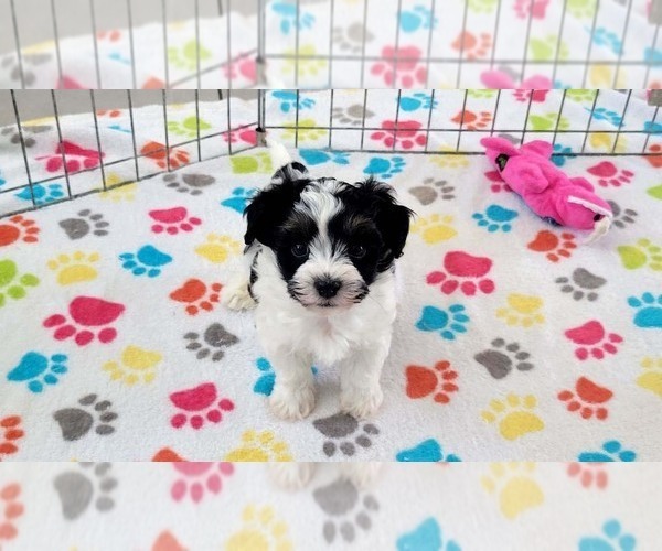Medium Photo #11 Havashire Puppy For Sale in ORO VALLEY, AZ, USA