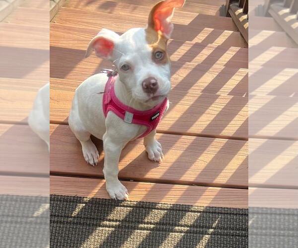 Medium Photo #9 Chihuahua-Unknown Mix Puppy For Sale in New York, NY, USA