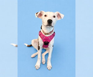 Australian Shepherd-Unknown Mix Dogs for adoption in Westminster, MD, USA