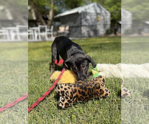Medium Photo #2 Labrador Retriever-Unknown Mix Puppy For Sale in Yardley, PA, USA