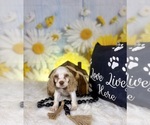 Small #1 Cocker Spaniel