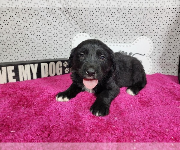 Medium Photo #2 Golden Mountain Dog Puppy For Sale in BLACK FOREST, CO, USA