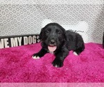 Small #1 Golden Mountain Dog