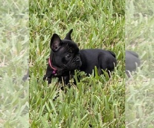 French Bulldog Puppy for sale in OCALA, FL, USA