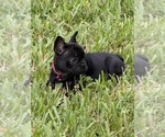 Small French Bulldog