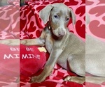 Puppy 6 Doberman Pinscher