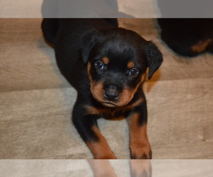 Rottweiler Puppy for sale in SAINT ROSE, LA, USA