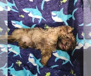 Medium Shorkie Tzu-Zuchon Mix