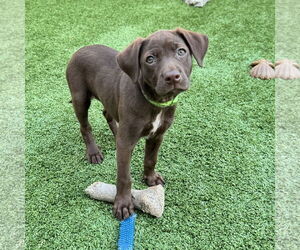 Mutt Dogs for adoption in Fort Worth, TX, USA