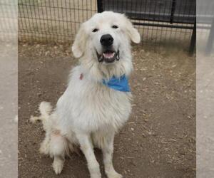 Great Pyrenees Dogs for adoption in San Antonio, TX, USA