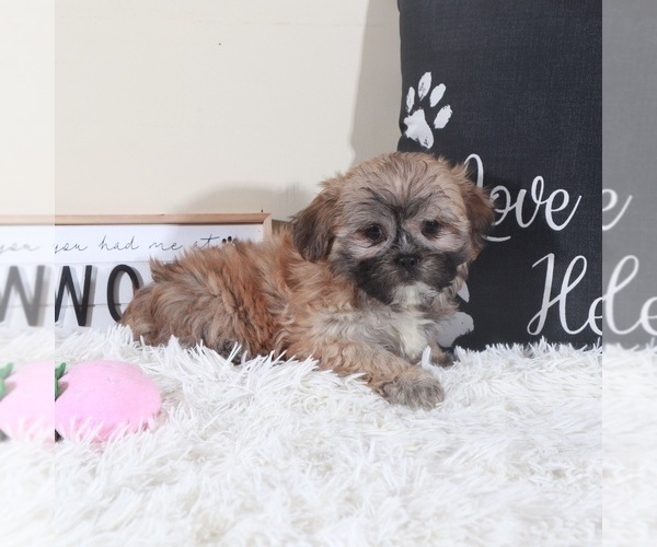 Medium Photo #3 Zuchon Puppy For Sale in MOUNT VERNON, OH, USA