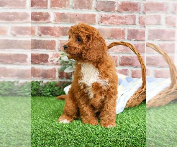 Medium Photo #20 Cavapoo (Miniature) Puppy For Sale in SYRACUSE, IN, USA