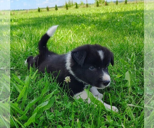Medium Photo #70 Border Collie Puppy For Sale in NORBORNE, MO, USA