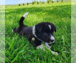 Small Photo #70 Border Collie Puppy For Sale in NORBORNE, MO, USA