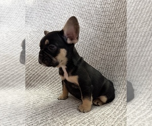 French Bulldog Puppy for sale in HUTCHINSON, KS, USA
