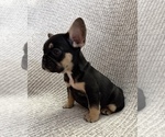 Image preview for Ad Listing. Nickname: Tito