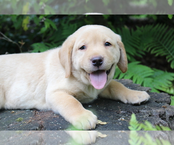 Medium Photo #1 Labrador Retriever Puppy For Sale in FRYSTOWN, PA, USA
