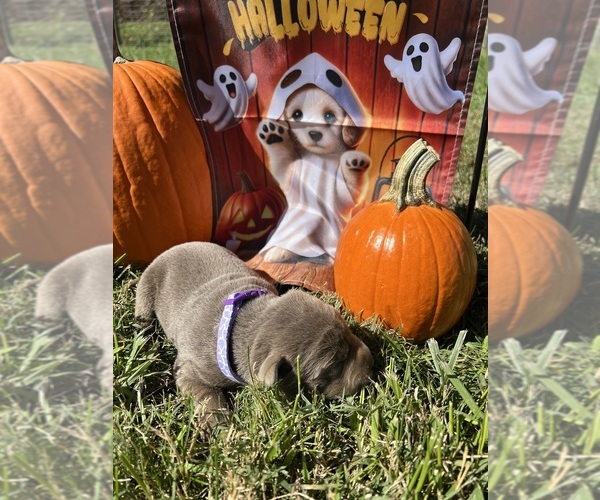 Medium Photo #6 Labrador Retriever Puppy For Sale in NEOLA, WV, USA