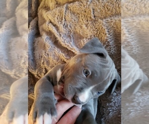 American Pit Bull Terrier Puppy for sale in RAYMOND, NH, USA