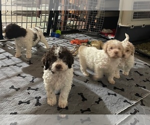 Lagotto Romagnolo Puppy for Sale in EUREKA, Montana USA