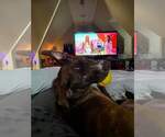 Small #23 American Pit Bull Terrier Mix