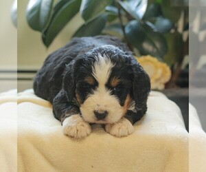 Bernedoodle Puppy for Sale in NEW ENTERPRISE, Pennsylvania USA